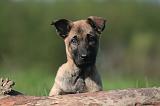 MALINOIS 972